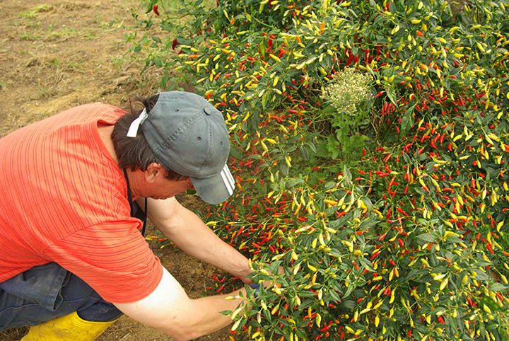 agro-IMGP3999