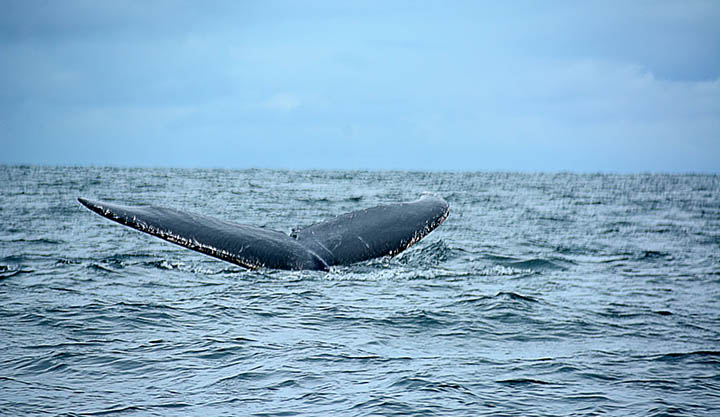 ballena1