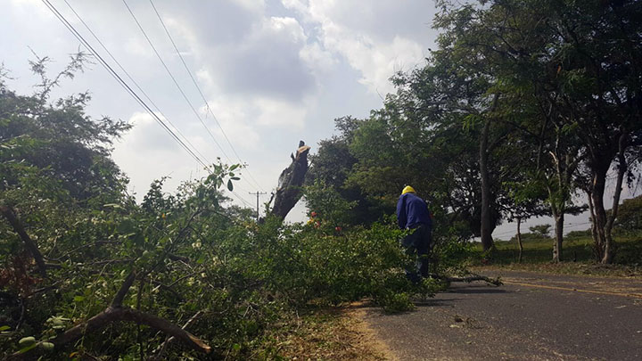 tala-de-arboles-pance-720