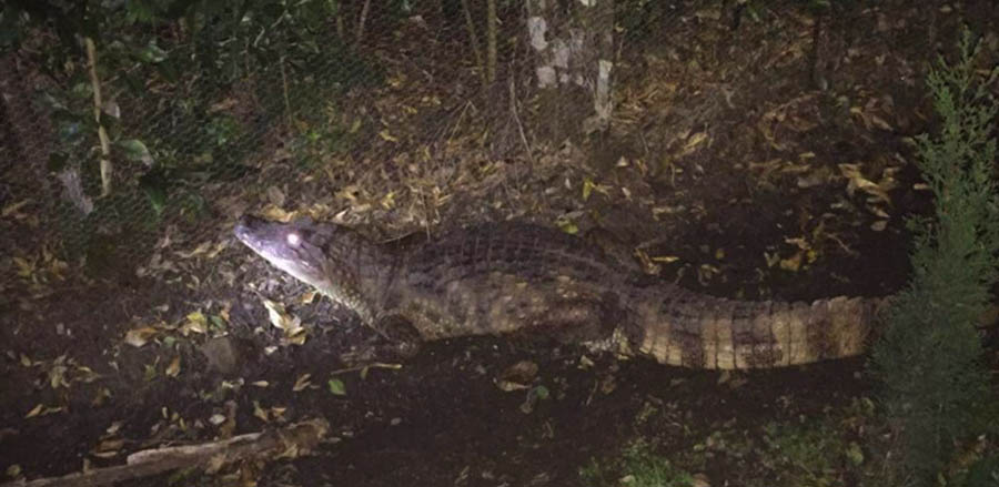 El réptil que se le metió a la cada al comunicador Rodrigo Navia en Ciudad Jardín