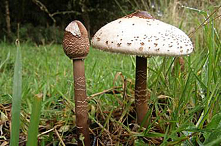 Colombia, nación potencial en diversidad de hongos