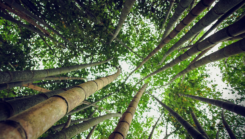 Ecología