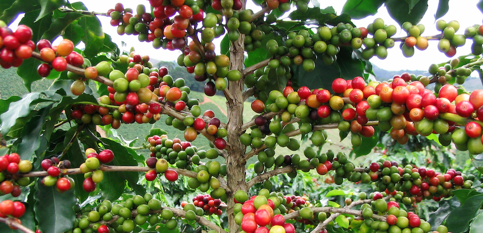 Economía y cultura… producción cafetera por más de 100 años