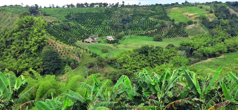 Economía y cultura… producción cafetera por más de 100 años